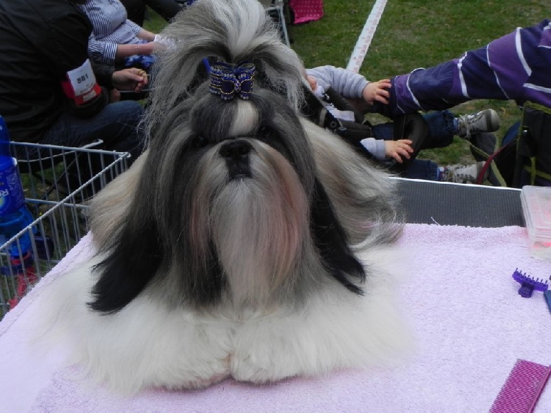 CH. I'm back Taihe Dian