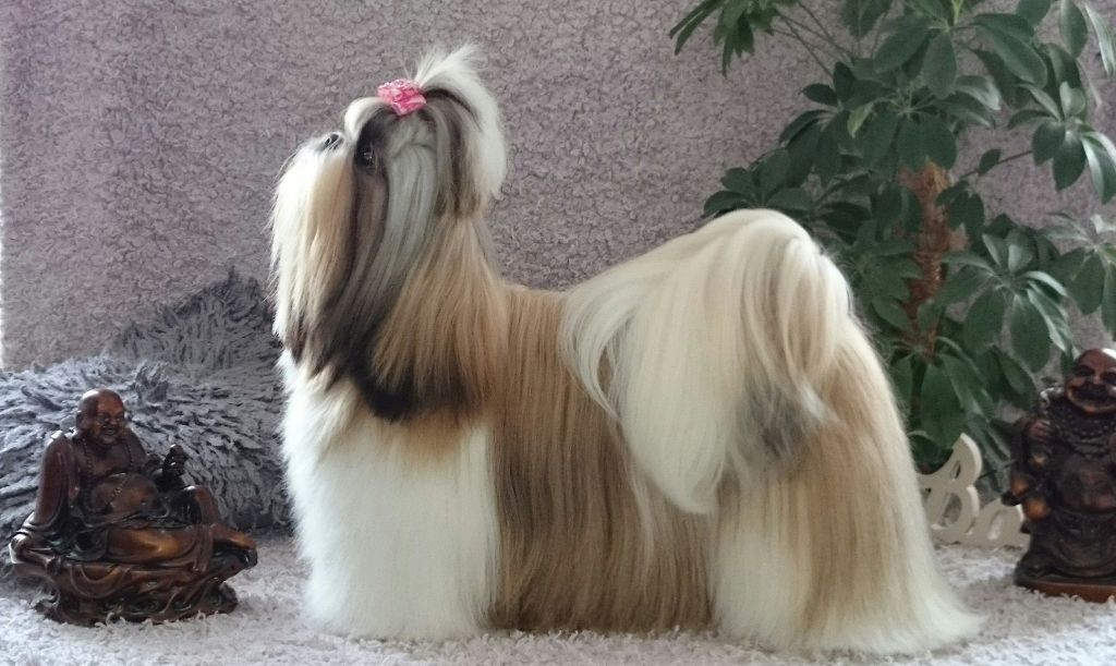 CH. Idylle divine Taihe Dian