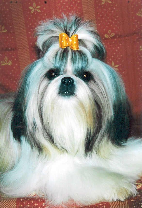 Sailor moon Taihe Dian