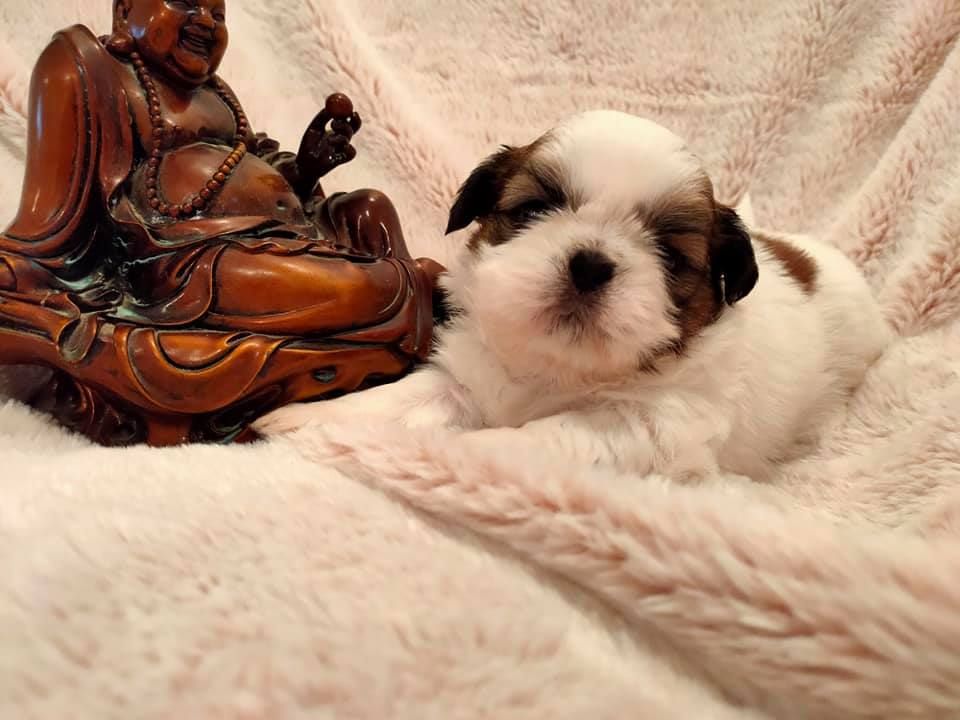 Taihe Dian - Chiots disponibles