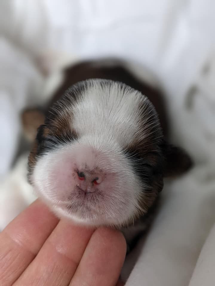 Taihe Dian - Les bébés grandissent !!!