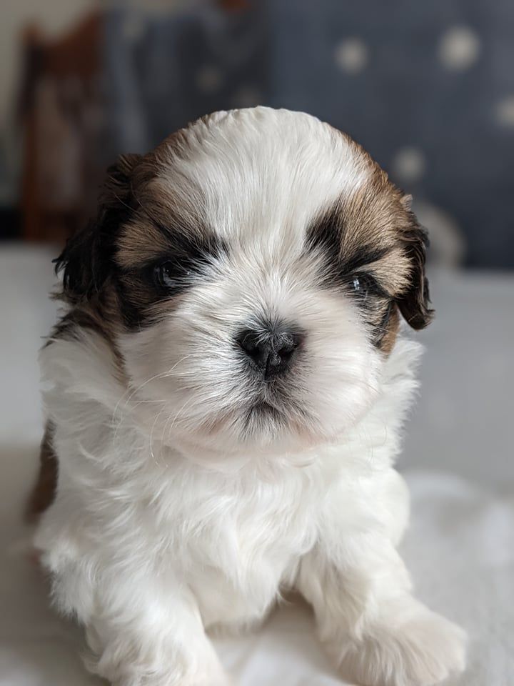 Taihe Dian - Quelques nouvelles des chiots...