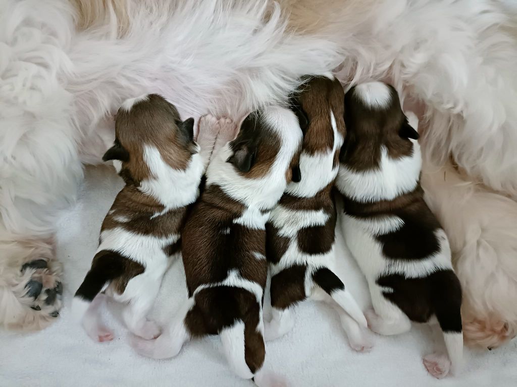 Taihe Dian - Les bébés grandissent !!!
