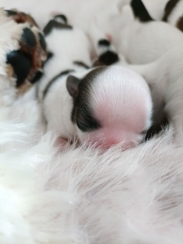 Taihe Dian - Welcome my dears babies